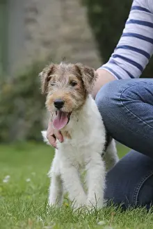 Wirehaired Prints: Picture No. 11013892