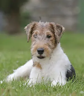Wirehaired Prints: Picture No. 11013893
