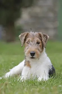 Wirehaired Prints: Picture No. 11013894