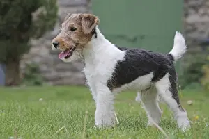 Wirehaired Prints: Picture No. 11013896