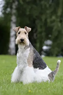 Wirehaired Prints: Picture No. 11013908