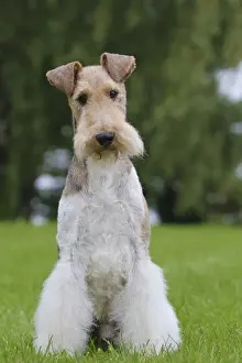 Wirehaired Prints: Picture No. 11013909