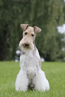 Wirehaired Prints: Picture No. 11013910