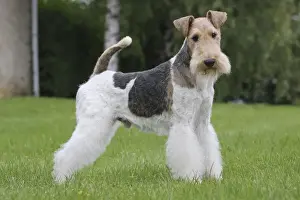 Wirehaired Prints: Picture No. 11013911