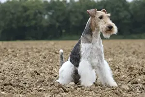 Wirehaired Prints: Picture No. 11013913