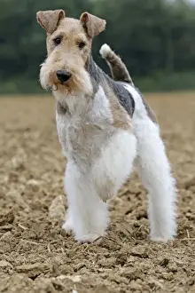 Wirehaired Prints: Picture No. 11013914