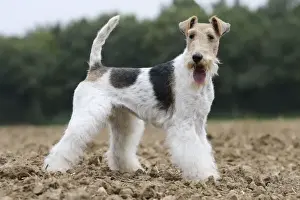 Wirehaired Prints: Picture No. 11013916