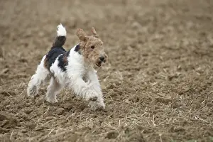 Wirehaired Prints: Picture No. 11013920