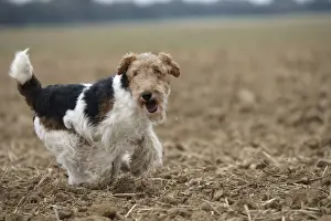 Wirehaired Prints: Picture No. 11013921