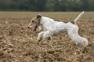 Wirehaired Prints: Picture No. 11013922