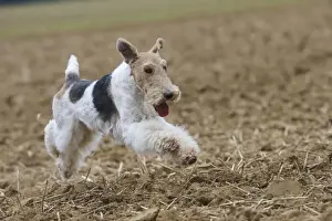Wirehaired Prints: Picture No. 11013923