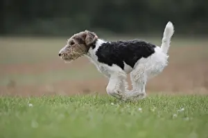 Wirehaired Prints: Picture No. 11013924