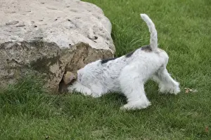 Wirehaired Prints: Picture No. 11013928