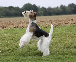 Wirehaired Prints: Picture No. 11013931