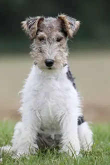 Wirehaired Prints: Picture No. 11013932