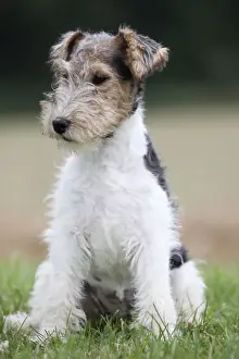 Wirehaired Prints: Picture No. 11013933