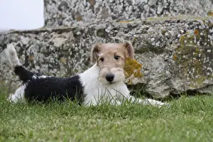 Wirehaired Prints: Picture No. 11013934