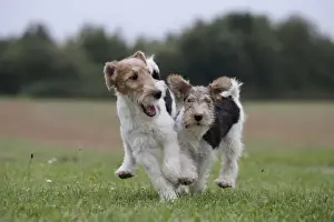 Wirehaired Prints: Picture No. 11013937