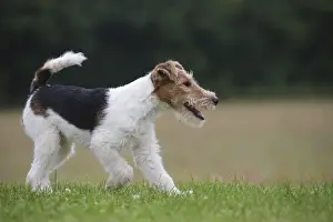 Wirehaired Prints: Picture No. 11013942