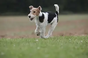 Wirehaired Prints: Picture No. 11013944