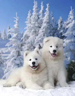 Samoyed Prints: Picture No. 11013950