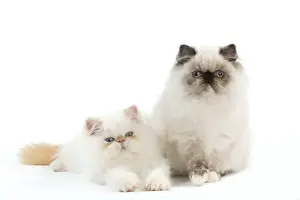 Persians Prints: Picture No. 11014125