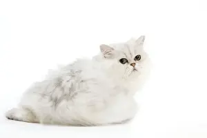 Chinchilla Prints: Picture No. 11014126