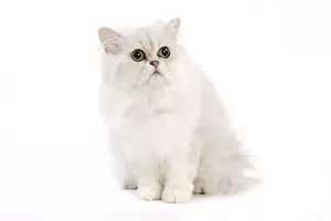 Picture No. 11014127