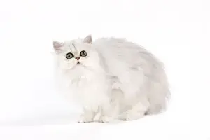Chinchilla Prints: Picture No. 11014128