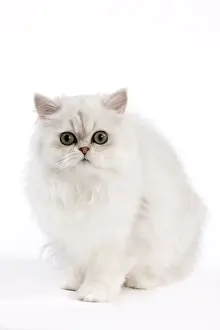 Chinchilla Prints: Picture No. 11014130