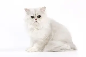 Chinchilla Prints: Picture No. 11014131