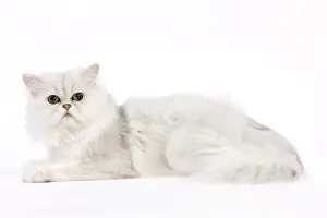 Chinchilla Prints: Picture No. 11014132