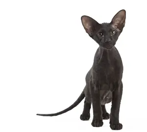 Peterbald Prints: Picture No. 11014193