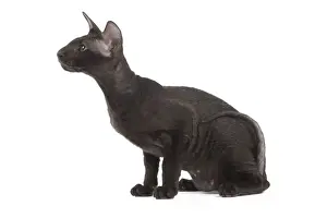 Peterbald Prints: Picture No. 11014194