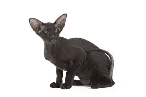 Peterbald Prints: Picture No. 11014195