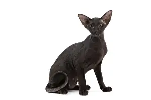 Peterbald Prints: Picture No. 11014196