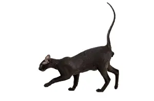Peterbald Prints: Picture No. 11014199