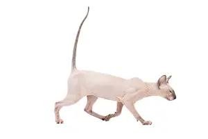 Peterbald Prints: Picture No. 11014200