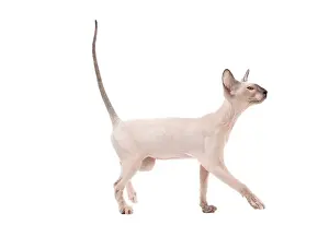 Peterbald Prints: Picture No. 11014201