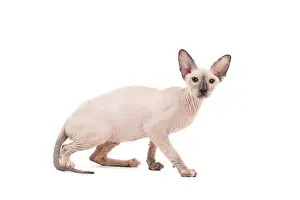 Peterbald Prints: Picture No. 11014202