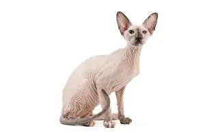 Peterbald Prints: Picture No. 11014203