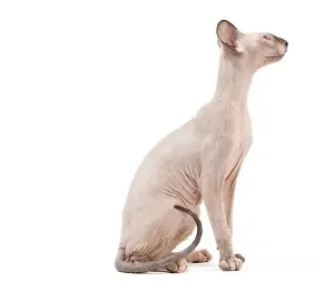Peterbald Prints: Picture No. 11014204