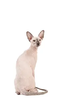 Peterbald Prints: Picture No. 11014205