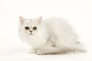 Picture No. 11014229