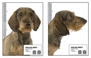 Police Prints: Picture No. 11014243