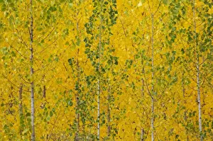 Populus Prints: Picture No. 11014428
