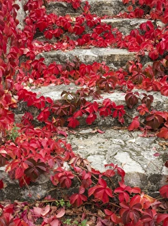 Vinifera Collection: Picture No. 11014433