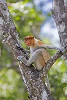 Monkey Prints: Picture No. 11014497