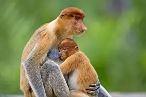 Borneo Prints: Picture No. 11014513