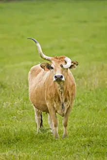 Horns Prints: Picture No. 11014553